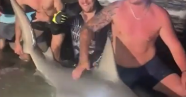 Massive bull shark caught off Queensland coast