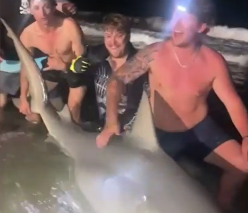 Massive bull shark caught off Queensland coast