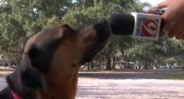 New animal laws taking effect in Florida. Here’s what they do