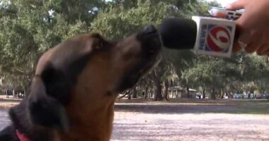 New animal laws taking effect in Florida. Here’s what they do