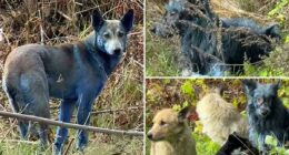 New theory about Chernobyl's blue dogs is disgusting