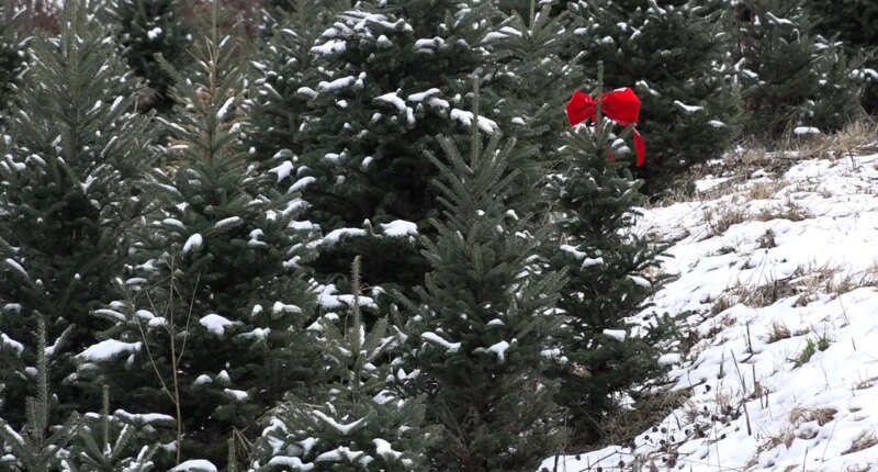 North Carolina Christmas tree farmers resurge a year after Helene's devastation