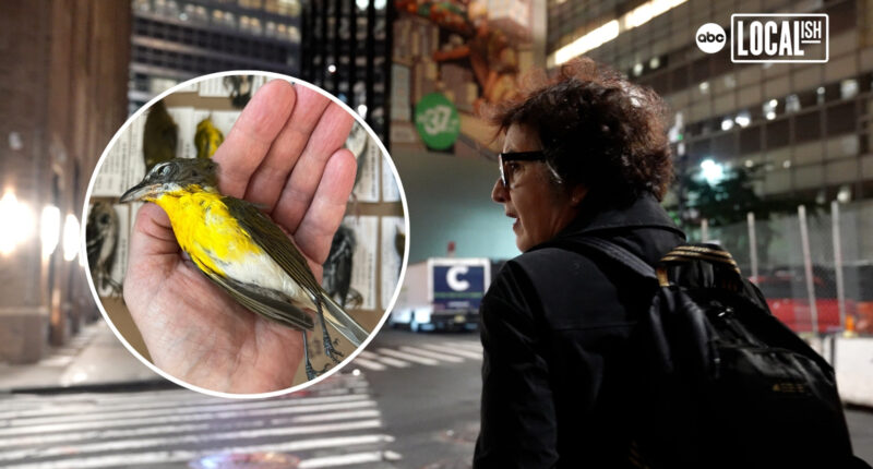 On the frontlines of the fight for a bird-friendly NYC