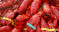 Oysters, crab and $400,000 worth of lobster meat stolen in New England