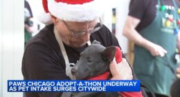 Pet adoption: PAWS Chicago Holiday Adopt-A-Thon event underway this weekend as dog, cat pet intake surges citywide