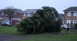 Police issue image of man after village Christmas tree chopped down