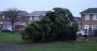 Police issue image of man after village Christmas tree chopped down