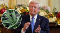 Reclassification of weed: President Donald Trump signs executive order today that would reclassify marijuana as less dangerous