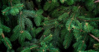 Safety tips for setting up your Christmas tree at home