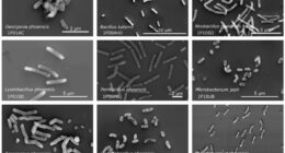 Scientists discover 26 unknown bacterial species in NASA's cleanrooms