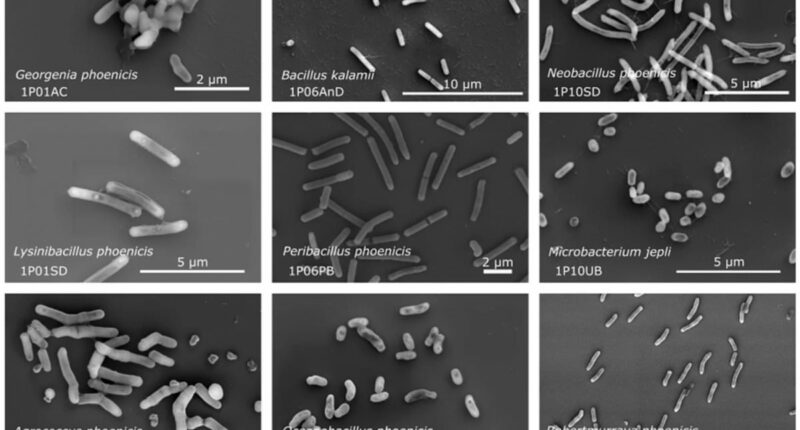 Scientists discover 26 unknown bacterial species in NASA's cleanrooms
