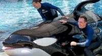 SeaWorld announces death of ‘beloved’ killer whale Katina at 50