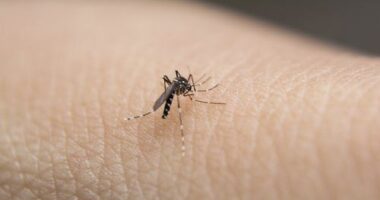 Mosquitoes, mozzies