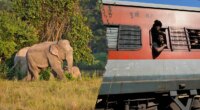 Several elephants killed in train collision as impact causes multiple coaches to derail