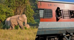 Several elephants killed in train collision as impact causes multiple coaches to derail
