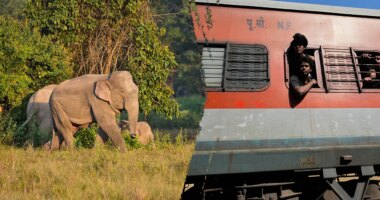Several elephants killed in train collision as impact causes multiple coaches to derail