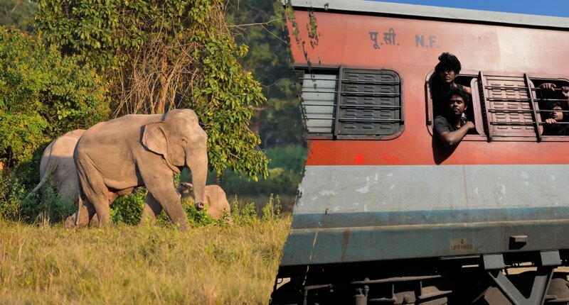 Several elephants killed in train collision as impact causes multiple coaches to derail