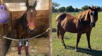 Stolen horses found in South Florida, Cuban migrant arrested, Volusia sheriff says