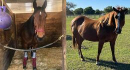 Stolen horses found in South Florida, Cuban migrant arrested, Volusia sheriff says