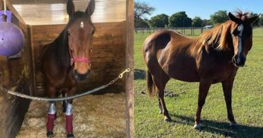 Stolen horses found in South Florida, Cuban migrant arrested, Volusia sheriff says