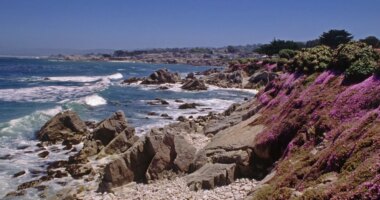 Swimmer vanishes after possible shark encounter off California coast during group outing