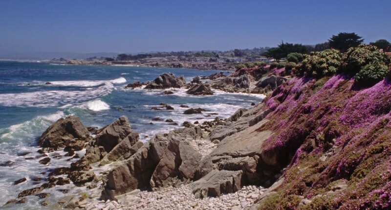 Swimmer vanishes after possible shark encounter off California coast during group outing