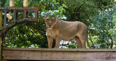 Teen with dreams of lion taming mauled to death after climbing into enclosure at zoo