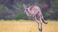 Australia has tens of millions of kangaroos, often more than the human population