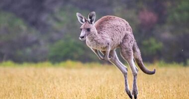 Australia has tens of millions of kangaroos, often more than the human population