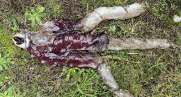 The final missing piece of the creature to be found was the beak and the three arms (pictured) which washed onto shore last Thursday