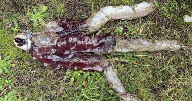 The final missing piece of the creature to be found was the beak and the three arms (pictured) which washed onto shore last Thursday