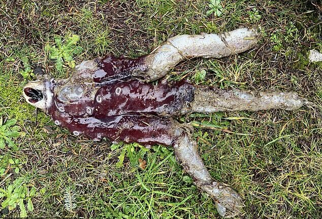 The final missing piece of the creature to be found was the beak and the three arms (pictured) which washed onto shore last Thursday