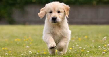 US state records first case of 100% deadly rabies for the first time in three decades