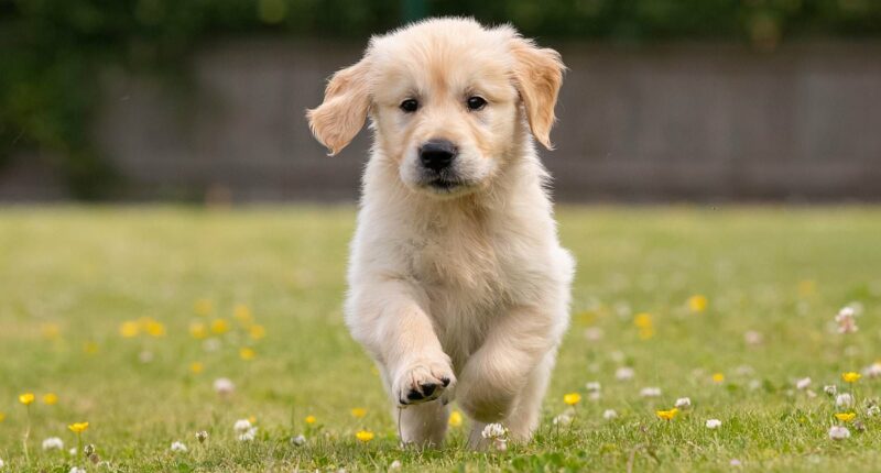 US state records first case of 100% deadly rabies for the first time in three decades