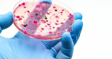 Urgent warning issued as killer fungus spreads round world - 'becoming more infectious'