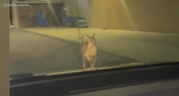 Wallaby named Rex found safe after escaping from Lots of Love Farm in Williamstown, New Jersey