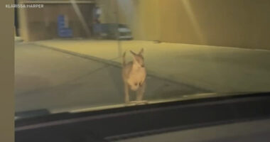 Wallaby named Rex found safe after escaping from Lots of Love Farm in Williamstown, New Jersey