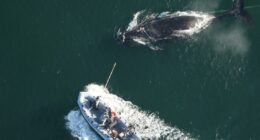 Wildlife officials track entangled right whale off Georgia coast as first calves of the season appear