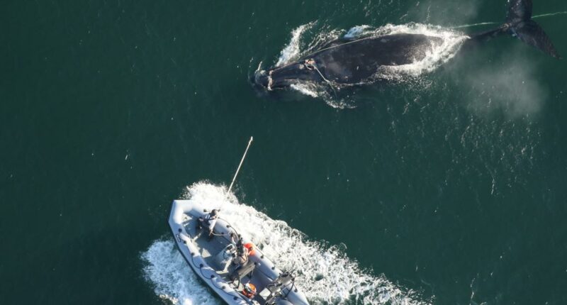 Wildlife officials track entangled right whale off Georgia coast as first calves of the season appear