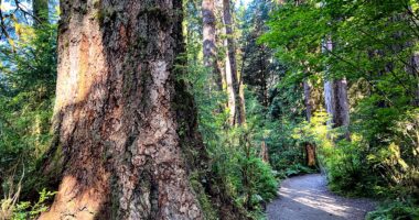2 hikers in Olympic National Forest killed after tree falls on popular trail