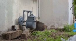 a bear struggles to leave small crawl space under home