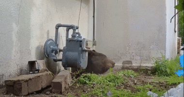 a bear struggles to leave small crawl space under home