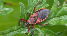 Bugs carrying infectious disease are crossing Mexico-Texas border in surging numbers