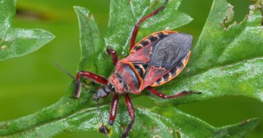 Bugs carrying infectious disease are crossing Mexico-Texas border in surging numbers