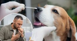 'Canine coronavirus' could cause future pandemic for humans