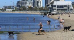 People enjoying a warm sunny morning at the Albert Park beach on an extreme hot day in Melbourne. 7 January 2026. Photo: Eddie Jim.