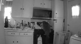 Cat caught on camera starting dangerous kitchen fire after jumping on stove and turning on burner