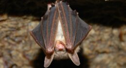 Classes canceled at St. Mary's Elementary until Tuesday due to 'unexpected safety issue'