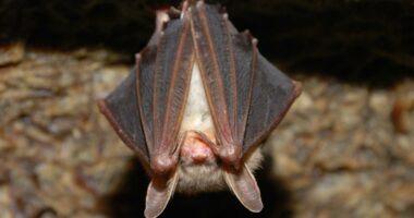 Classes canceled at St. Mary's Elementary until Tuesday due to 'unexpected safety issue'