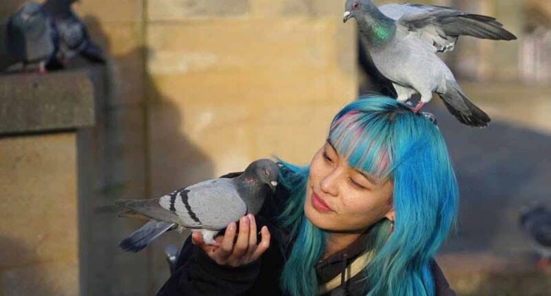 Council could feed contraceptives to pigeons plaguing city centre